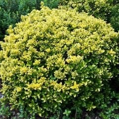 Gold Taflan Fidanı - Euonymus Japonica Var Aurea