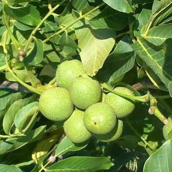 Aşılı Açık Köklü Pedro Ceviz Fidanı