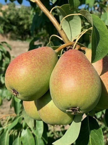 Aşılı Tüplü Coscia Armut Fidanı