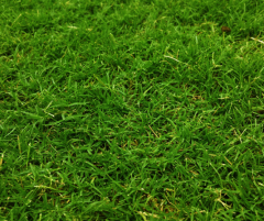 Bermuda Grass Çim Tohumu Cynodon Dactylon