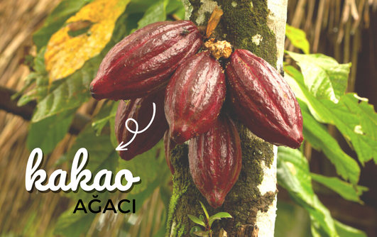 Kakao Ağacı