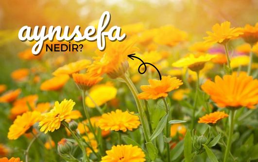 Aynısefa Nedir?