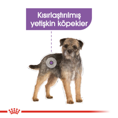﻿Royal Canin Mini Sterilised Kısırlaştırılmış Yetişkin Köpek Maması 3 Kg