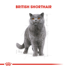 Royal Canin British Shorthair Adult Pounch Kedi Konserve Maması 85 Gr