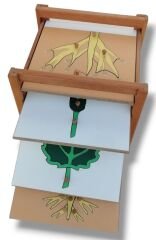 Bitkiler Puzzle Set (4 puzzle + Raf ) / Botany Puzzle Set