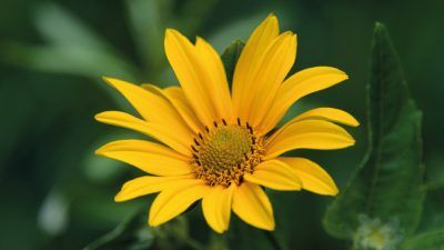 Arnica Nedir? Ne İçin Kullanılır?