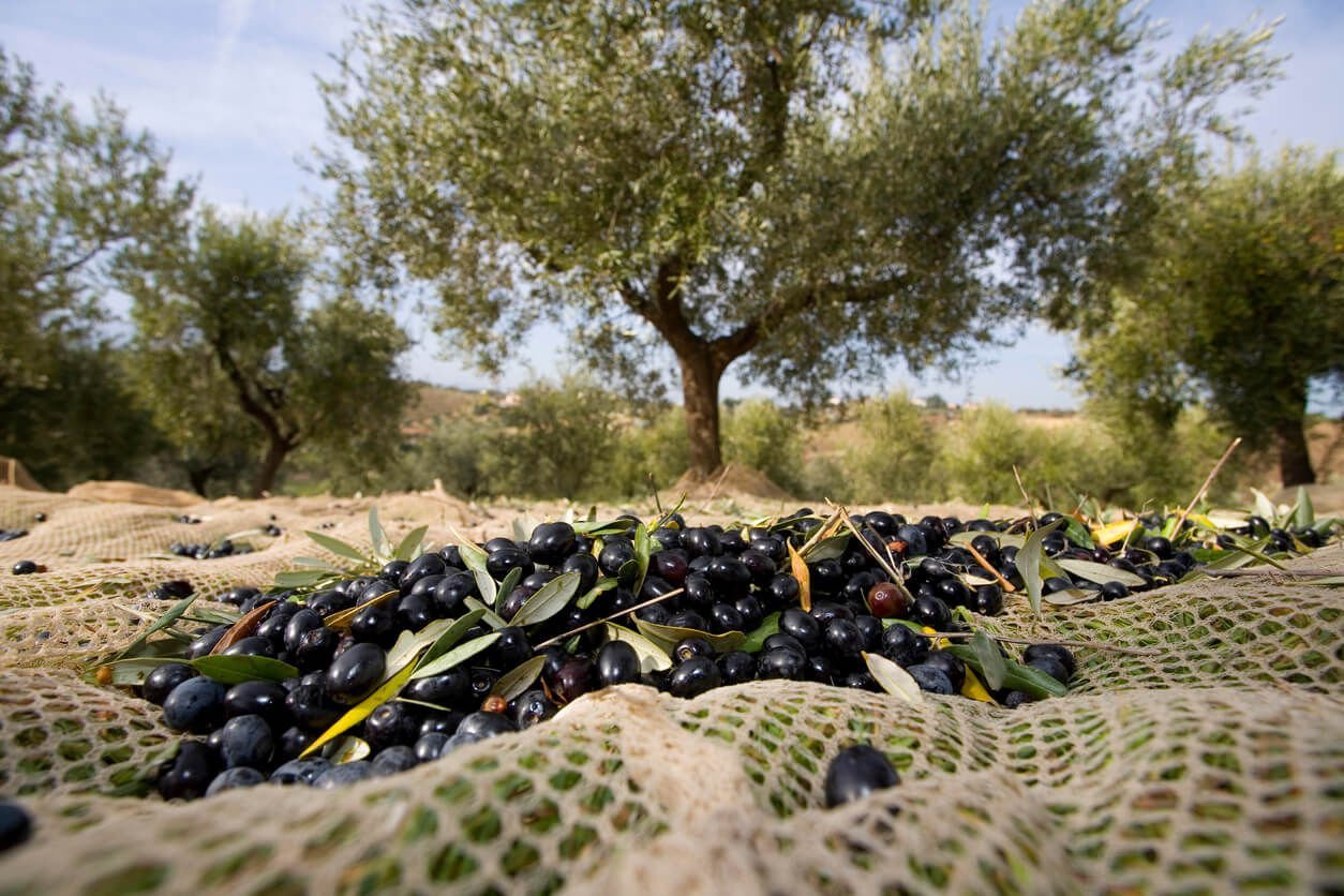 Yasa Zeytin Çeşitlerimiz ve Faydaları