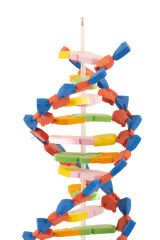 DNA Modeli Yapalım Deney Seti