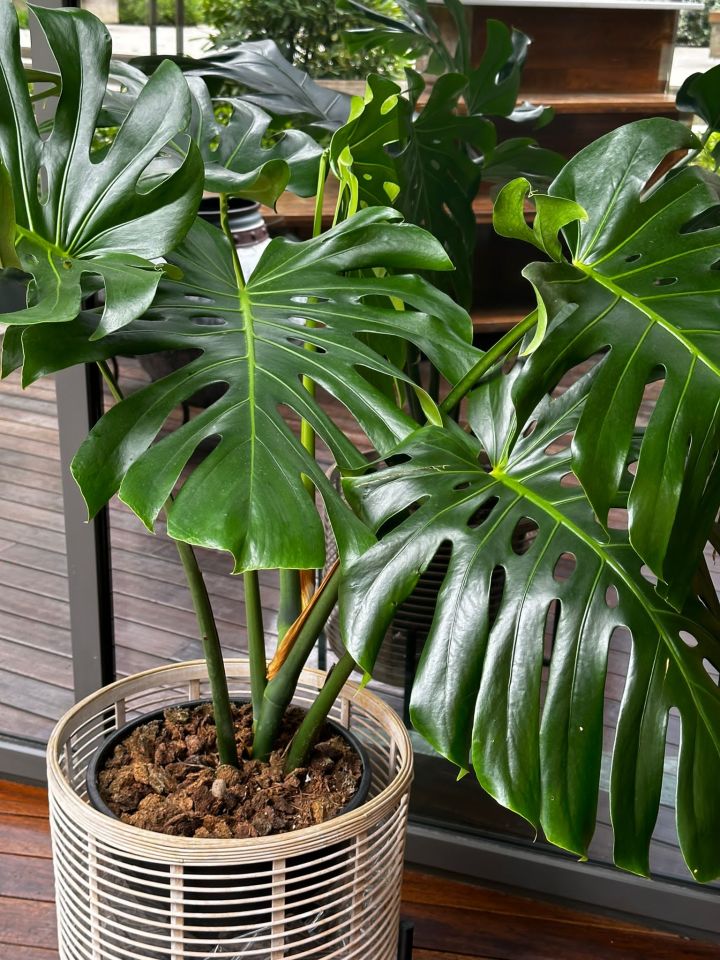 Monstera Bitkisi