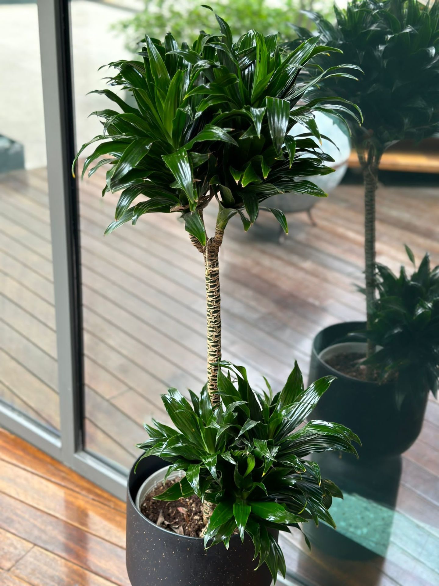 Dracena Compact Bitkisi