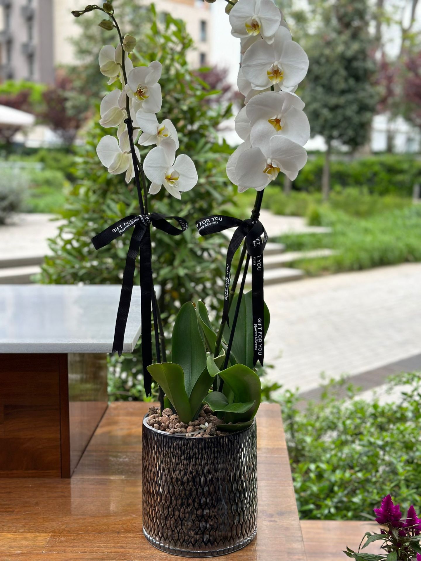 Çift Dallı Beyaz İthal Orkide