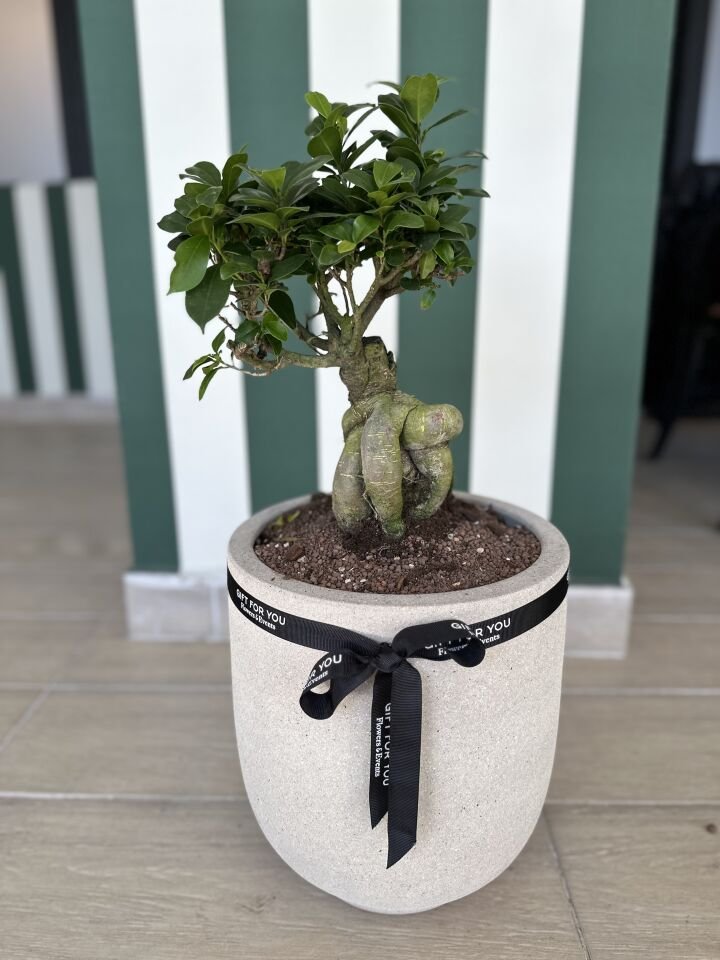 Ficus Bonsai Bitkisi