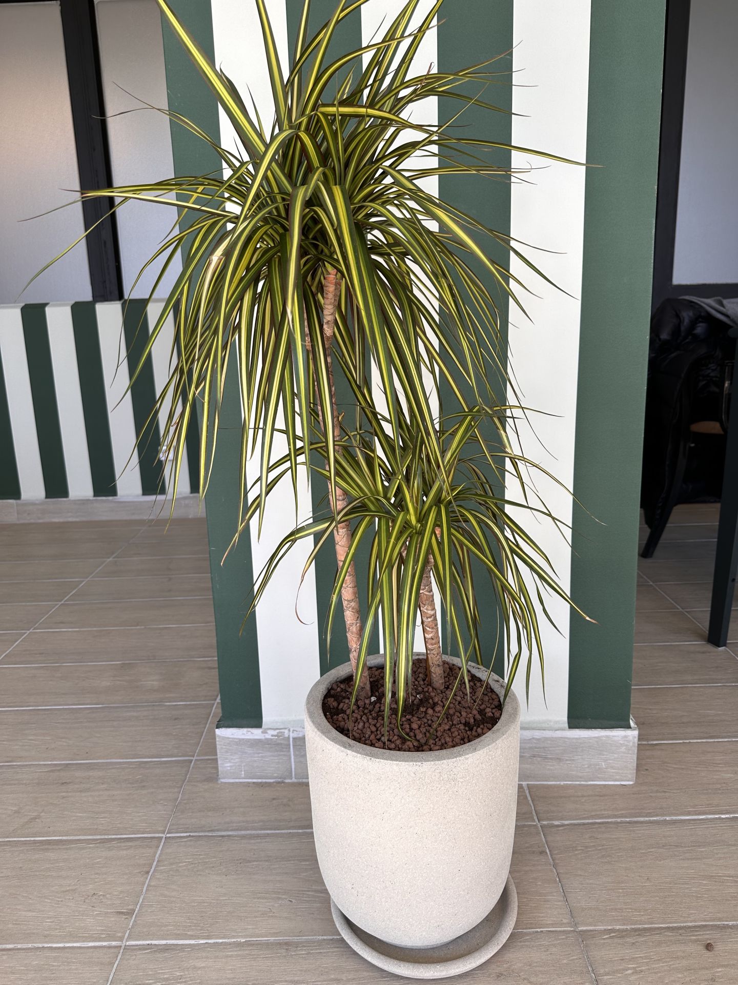 Dracena Golden