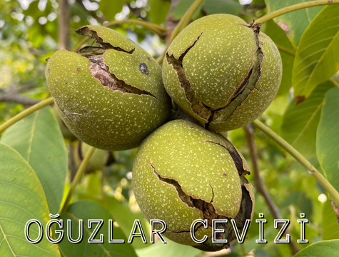 Oğuzlar Cevizi: Lezzetli ve Besleyici Bir Alternatif