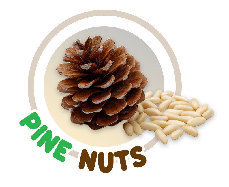 Turkish Pine Nuts - Italian - Spanish - European - Asia
