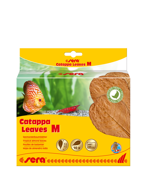 Sera Catappa Yaprağı M 18 Cm (10 Adet)