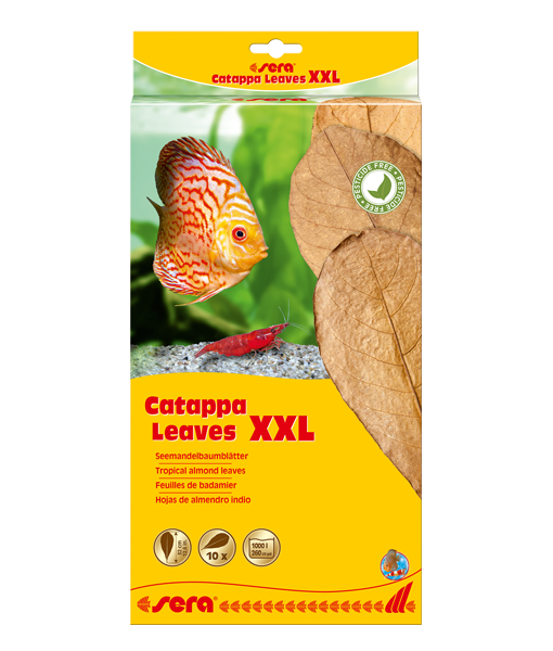 Sera Catappa Yaprağı XXL 32 cm (10 Adet)