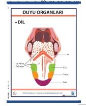 Duyu Organları Levhası Dil