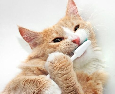Kediler Diş Fırçasına Nasıl Alıştırılır? Diş Fırçalamanın Önemi Nedir?