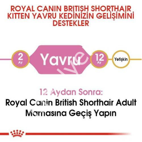 Royal Canin Kitten British Shorthair Yavru Kedi Maması 2 kg