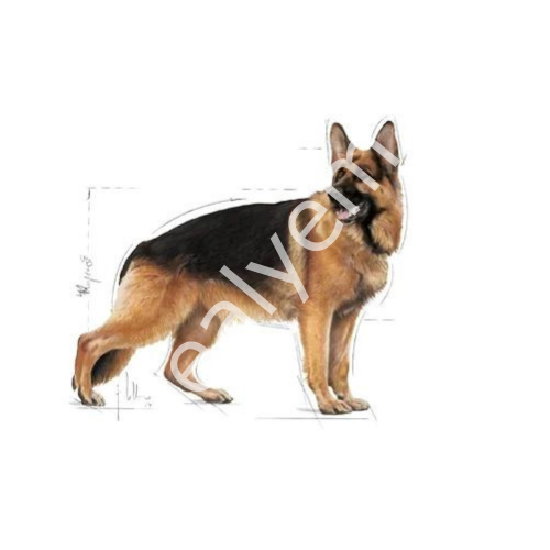 Royal Canin Maxi Büyük Irk Yetişkin Köpek Maması 15 kg