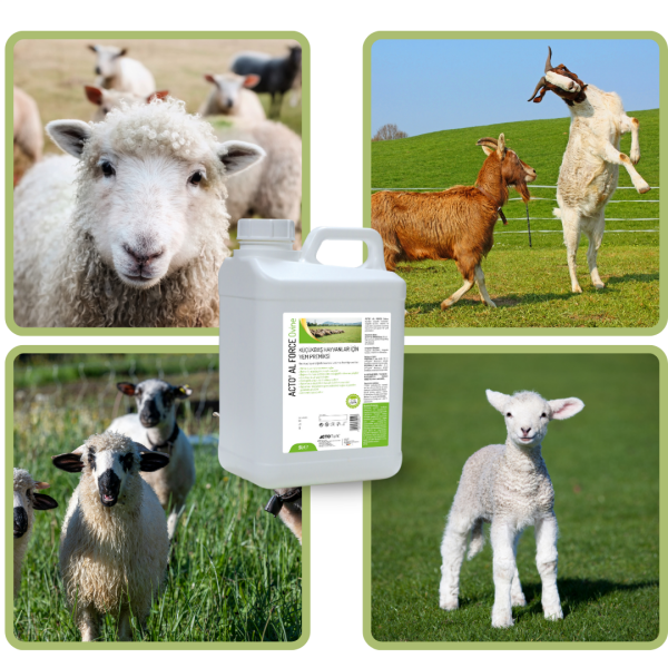 ACTO® AL FORCE OVINE 5 Litre