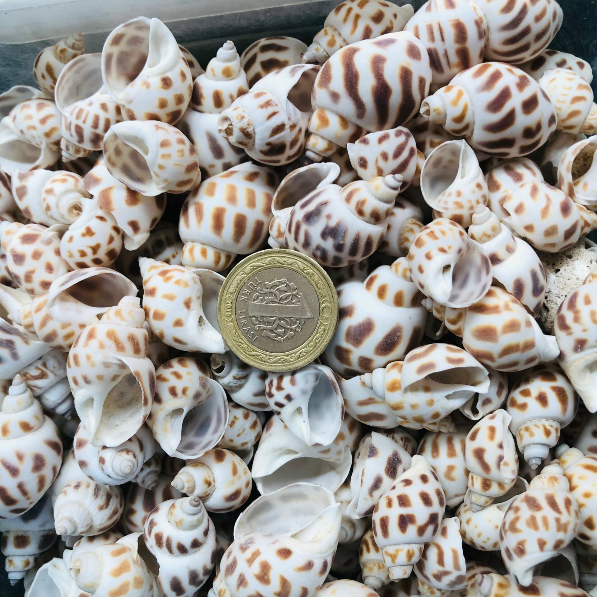 DENİZ KABUĞU KABUK NO15 250 Gr