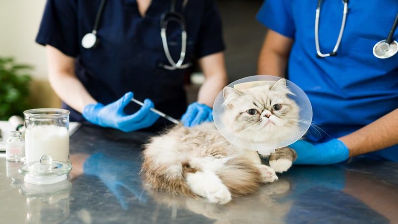 Yavru ve Yetişkin Kediler İçin Aşı Takvimi