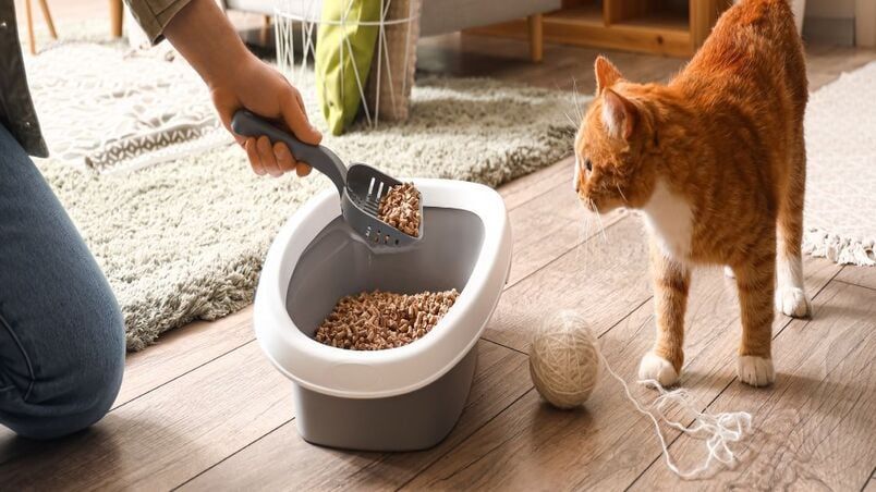 Kedinizin Tuvaletini Nasıl Temizlemelisiniz?