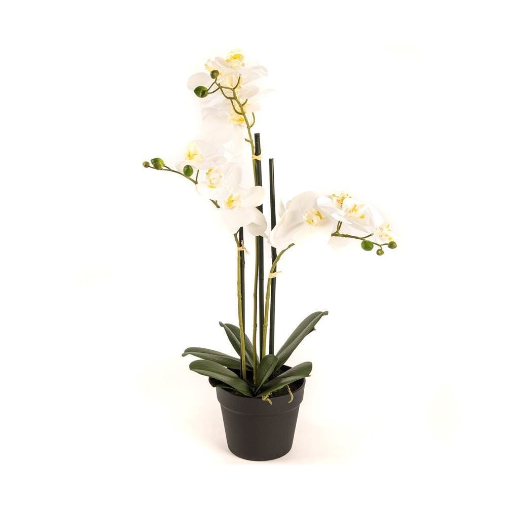 Beyaz Orkide 3'lü