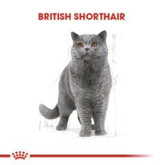 Royal Canin British Shorthair Kedi Konservesi 85 Gr