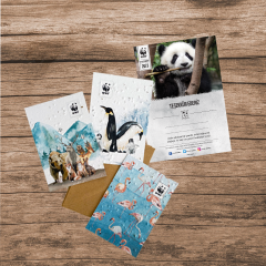 Panda Sertifika & Tohumlu Kartpostal Set