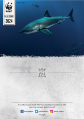 Büyük Beyaz Köpekbalığı E-Sertifika