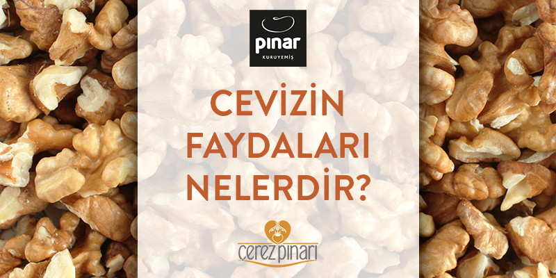 Ceviz Faydaları Nelerdir?