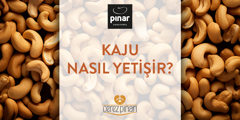 Kaju Nasıl Yetişir?