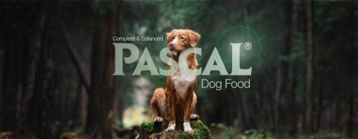 Pascal Dog
