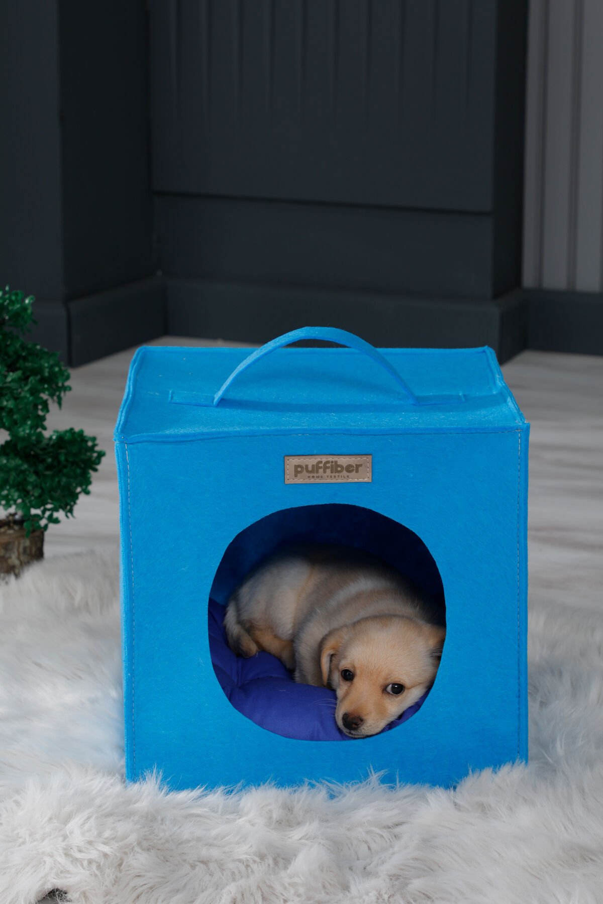 Köpek Yuvası Mavi