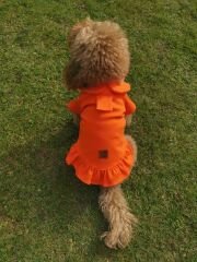 Bi Dolap Ponçik Cute Girl Turuncu Yumuşak Dokulu Kumaş Kedi Köpek Kıyafeti & Tişört