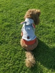 Bi Dolap Ponçik Gri Turuncu Kapüşonlu Kışlık Sweatshirt Kedi Köpek Kıyafeti & Sweatshirt