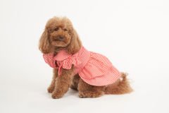 Bi Dolap Ponçik Charlotte Kırmızı Pötikare Elbise Kedi Köpek Kıyafeti & Elbisesi