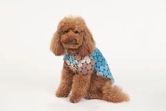 Bi Dolap Ponçik Mavi Puantiyeli Stones Gömlek Yazlık Kumaş Kedi Köpek Kıyafeti & Gömleği