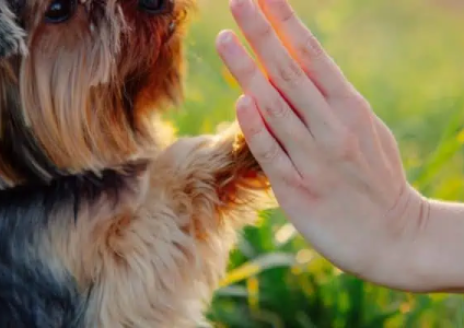 Köpek Eğitiminde Dikkat Edilmesi Gerekenler
