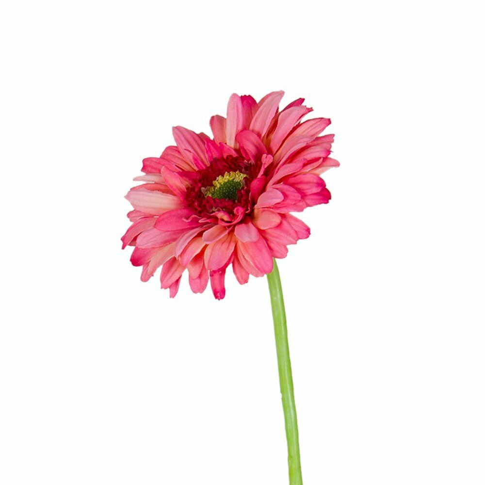 KOYU PEMBE TEK DAL GERBERA