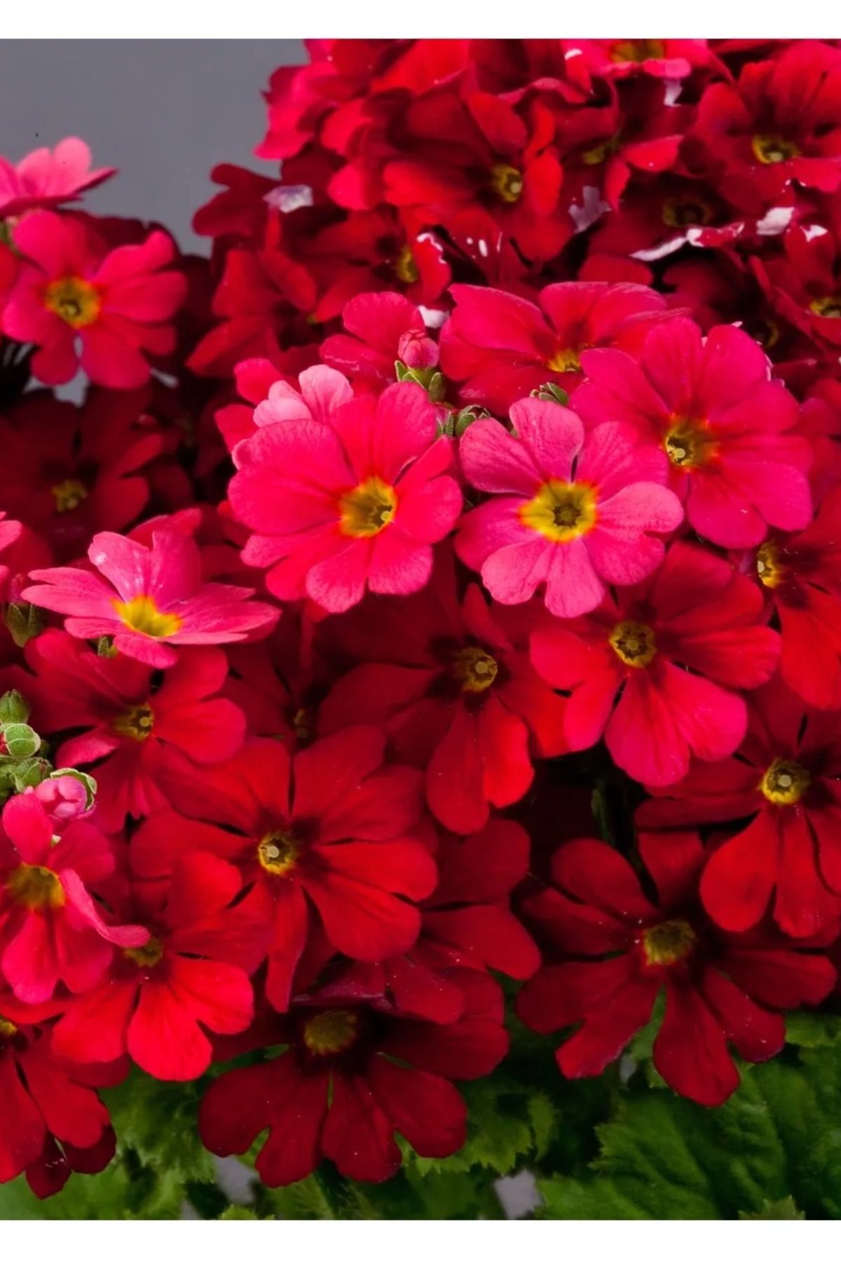 Mart Çiçeği 3 Tohumu ( Primula Acaulis )