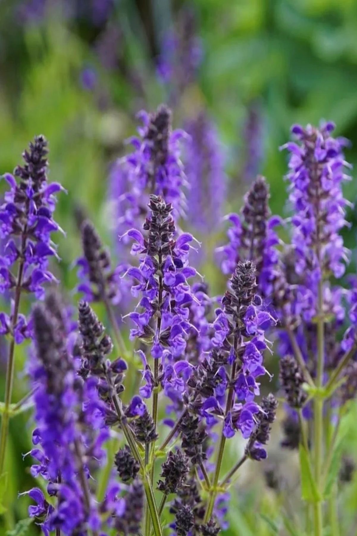 Adaçayı Tohumu ( Salvia nemorosa blue )