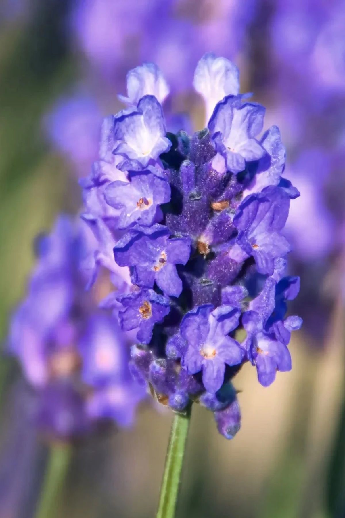 Lavanta Tohumu ( Lavendula Offinalis )