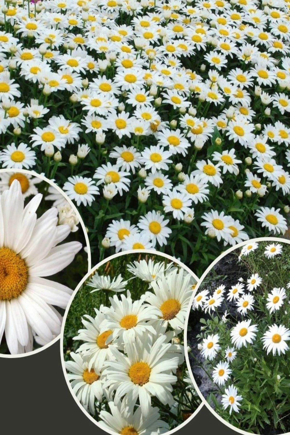 Papatya Tohumu ( Anthemis )
