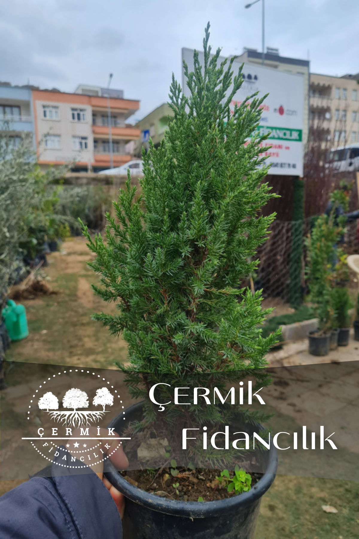 Saksılı Roket Ardıç Çam Fidanı 2 Yaş ( Juniperus Virginiana )
