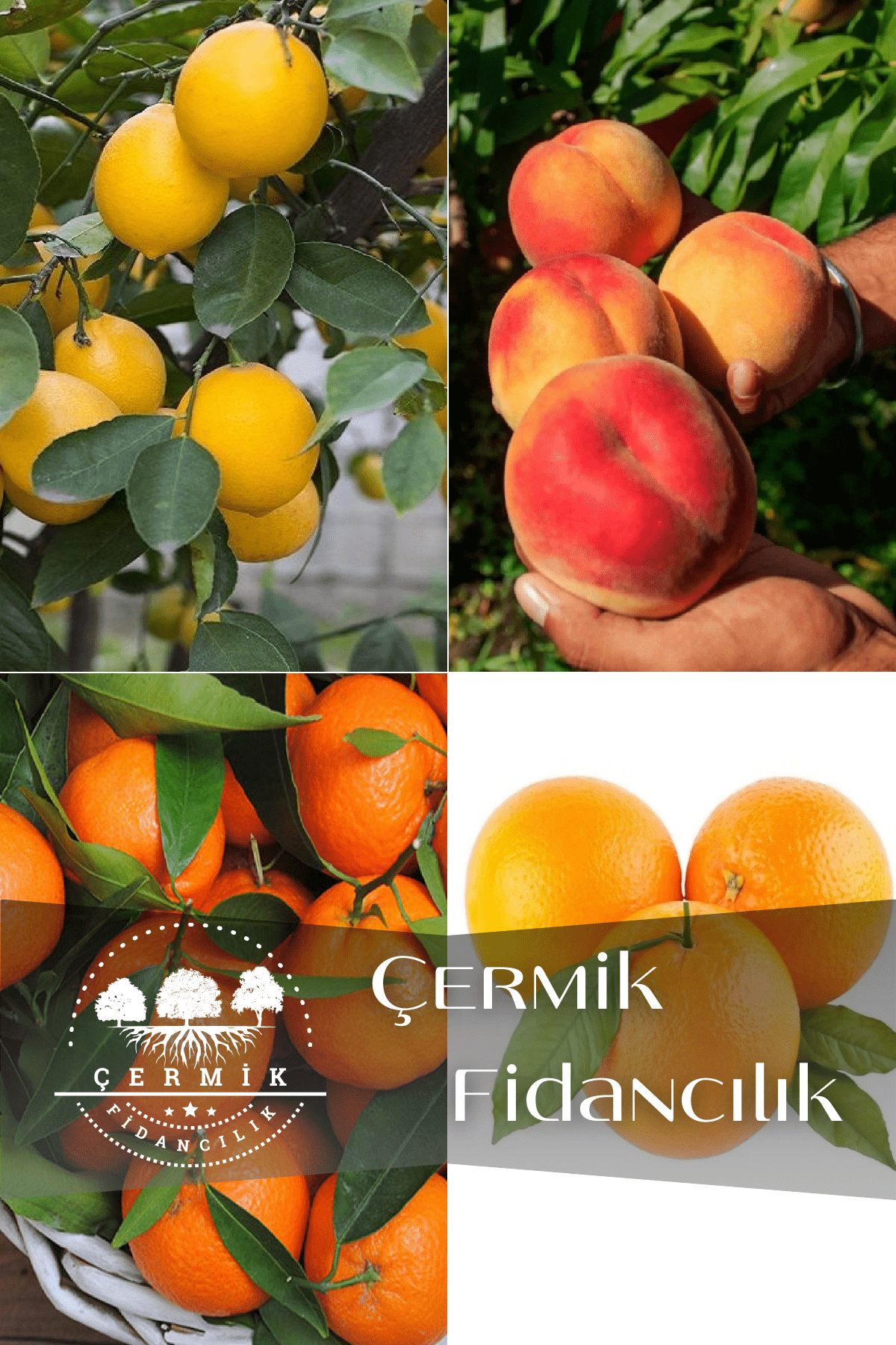 4 Çeşit Karışık Meyve Fidanı Limon , Şeftali , Mandalina ve Portakal
