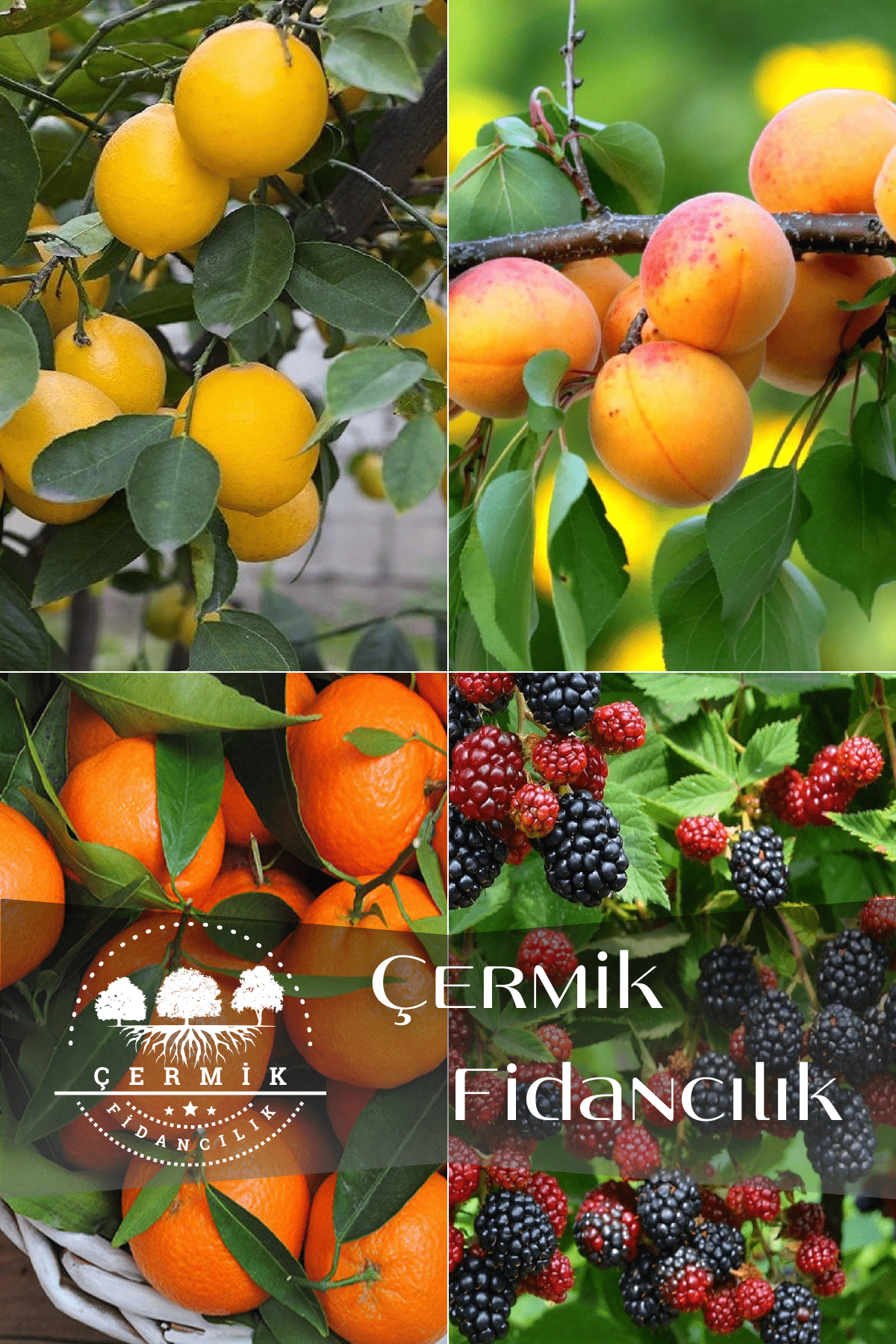 4 Çeşit Karışık Meyve Fidanı Limon , Kayısı , Mandalina ve Böğürtlen